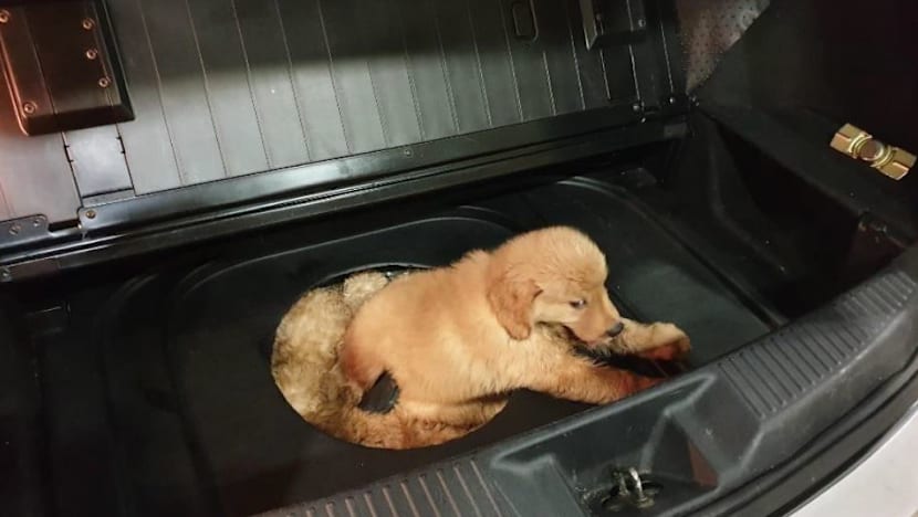 3 of 12 puppies die in botched smuggling attempt at Tuas checkpoint