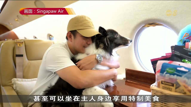 本地首家宠物航空公司启航 宠物可进客舱同享奢华旅程