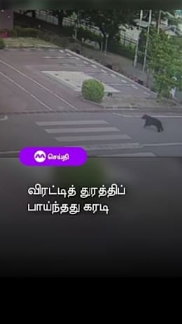 விரட்டித் துரத்திப்