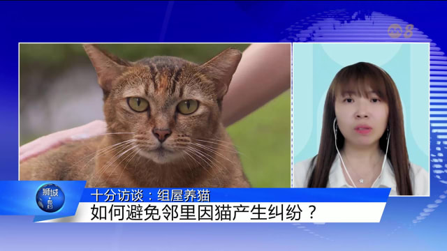 狮城有约 | 十分访谈：组屋养猫