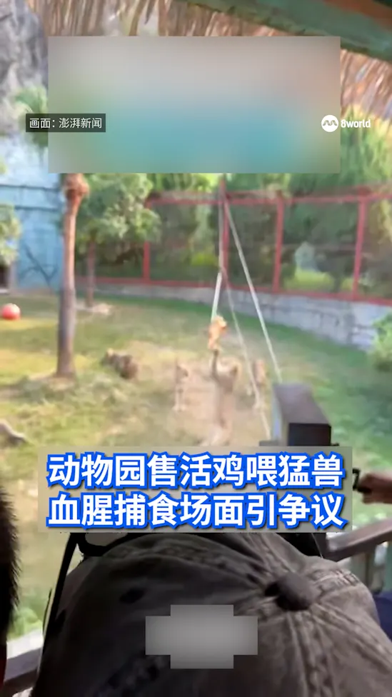 20261008_ChinaFujianZoolivechicken_vid1