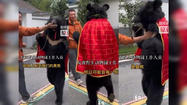 中国动物园黑熊披袈裟直立行走 网民：这是人扮的吗？