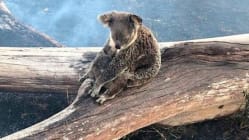 Related article image