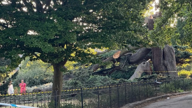 英国公园大树坍塌 压倒数名孩童一人身亡