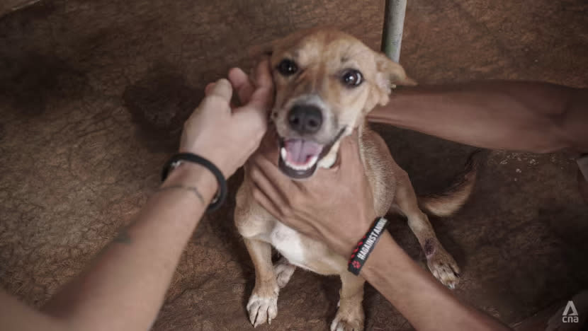 Gubernur Jakarta Pramono larang konsumsi dan jual beli daging anjing-kucing