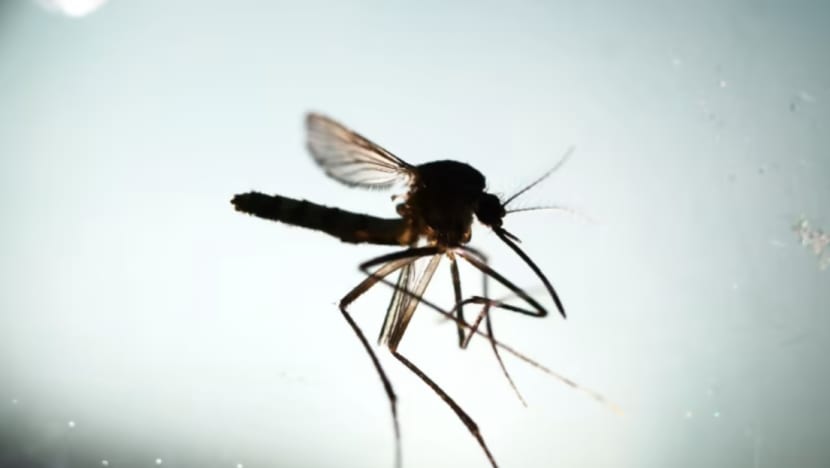 Lebih 100 kes denggi dilaporkan setiap minggu, risiko jangkitan kekal tinggi