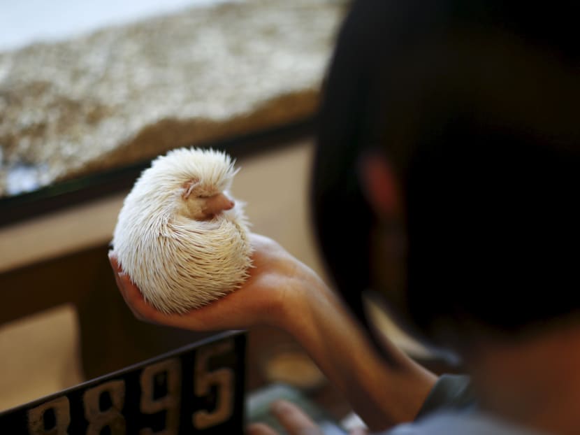 Gallery: Japanese line up to cuddle hedgehogs - carefully