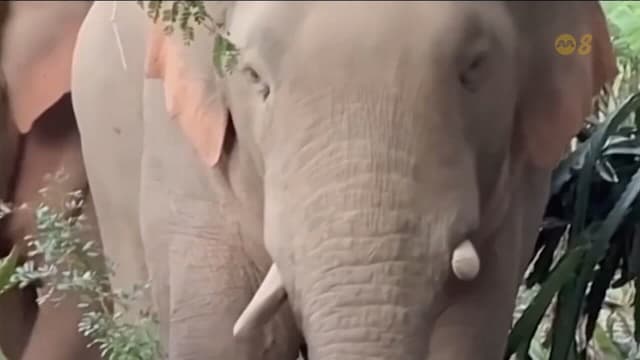 泰国东北部先后发生三起大象攻击人致死事件