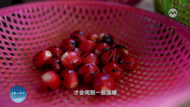 星期二特写 | 肉豆蔻曾风靡全球 一度还掀争夺战