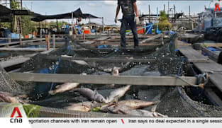 Singapore building model to predict algae blooms that threaten fish supply