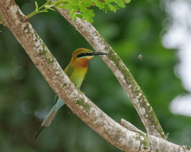 Commentary: The thrill of birdwatching while grounded by the pandemic