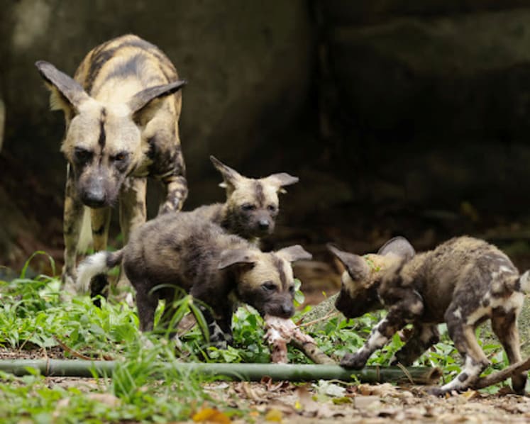 900 newborns across 160 species born at Singapore’s 4 wildlife parks last year