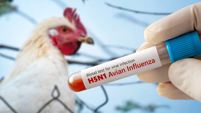墨西哥首例！三岁女童感染H5N1禽流感死亡