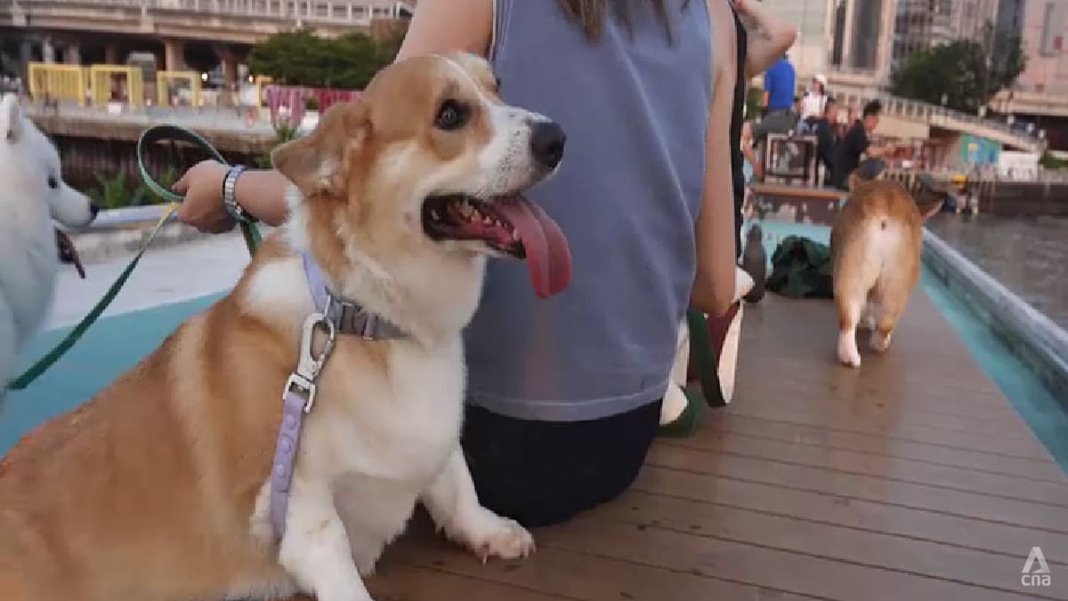 Hong Kong's New Dog-Friendly Dining Scheme Receives Overwhelming Support from Restaurants