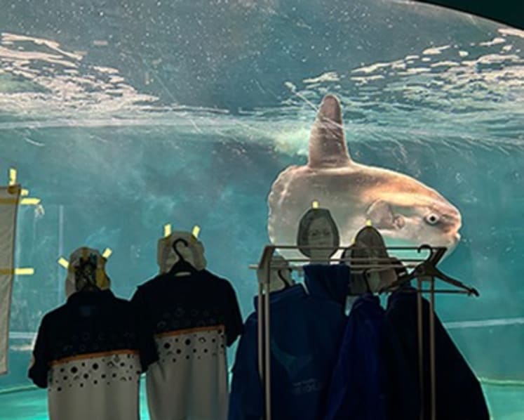 Lonely sunfish in Japan aquarium cheered up by human photos, staff uniforms