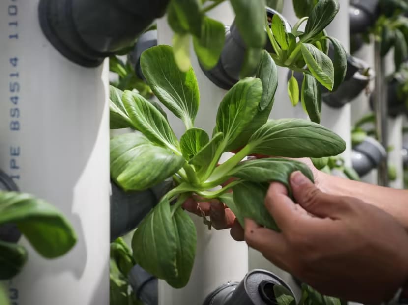 The Big Read: Buy local but at what price? Costlier Singapore produce could hamper quest for greater food security