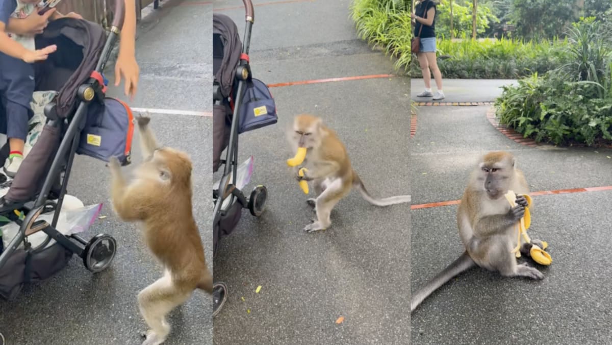 Monkey Steals Woman's Bananas At S'pore Zoo, Gets Fat-Shamed - 8days