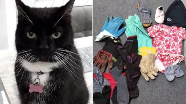 刚养的猫咪是“神偷” 女主收过袜子内裤和鸡蛋
