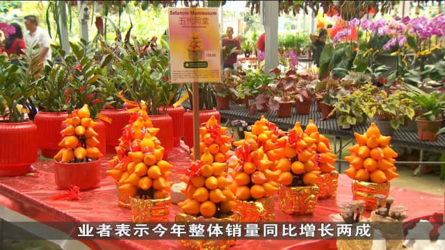 花圃业者提供高达50%折扣清货 让顾客以优惠价格买年花