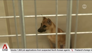 Pet adoptions in Singapore plunge as vet fees soar, lifestyles change