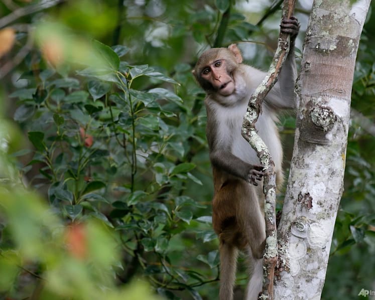 Monkeys in Punggol: 50 trapped by NParks in 2024, majority sterilised