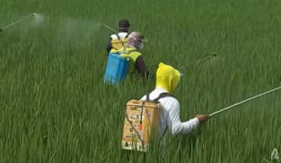 Indonesia’s rice farmers test climate-friendly methods that cuts methane emissions, raises yields 
