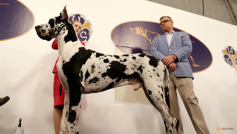 Doggie diversity in size and shape began at least 11,000 years ago