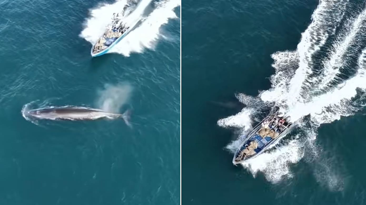 中国涠洲岛海域  一头布氏鲸遭渔船撞击受伤