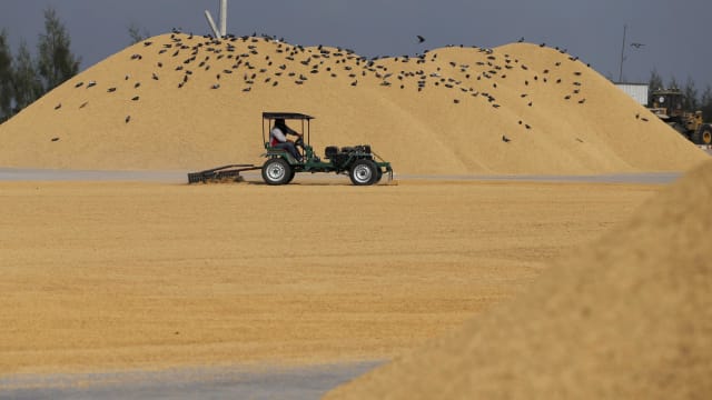 泰国研究：若气温不断升高 当地稻米产量未来70年将减少一成以上
