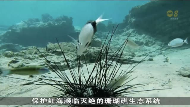 红海出现“海胆杀手”致病寄生虫 以色列珊瑚生态系统陷入危机