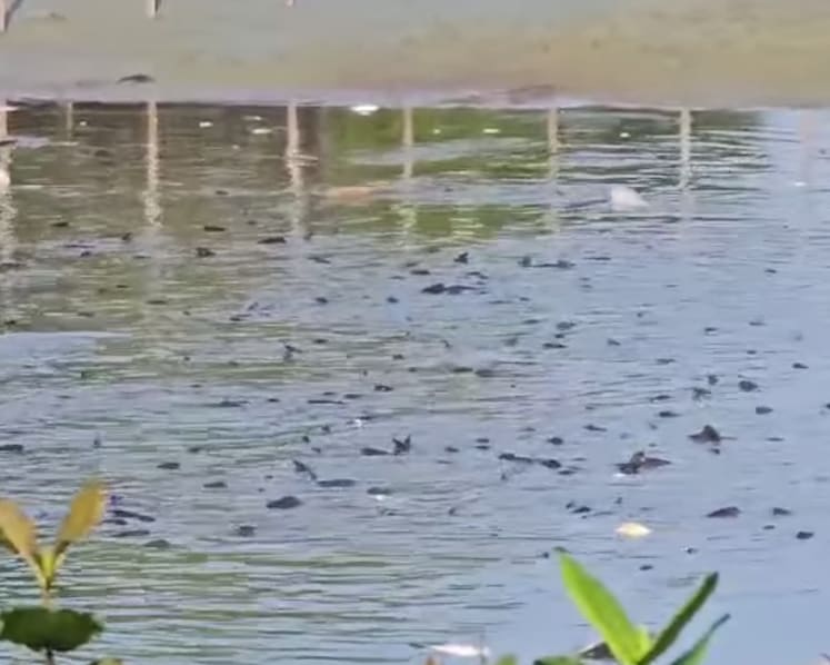 'Unusually low' water level at Yishun pond led to fish deaths, says HDB