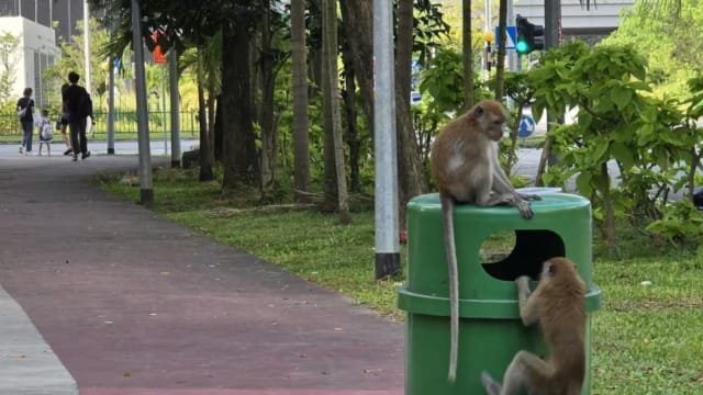 野猴问题困扰榜鹅居民 专家：一人喂食影响整座人