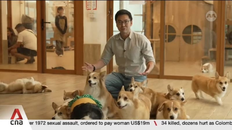 Thai pet food businesses eye higher sales amid global rise in dog and cat ownership