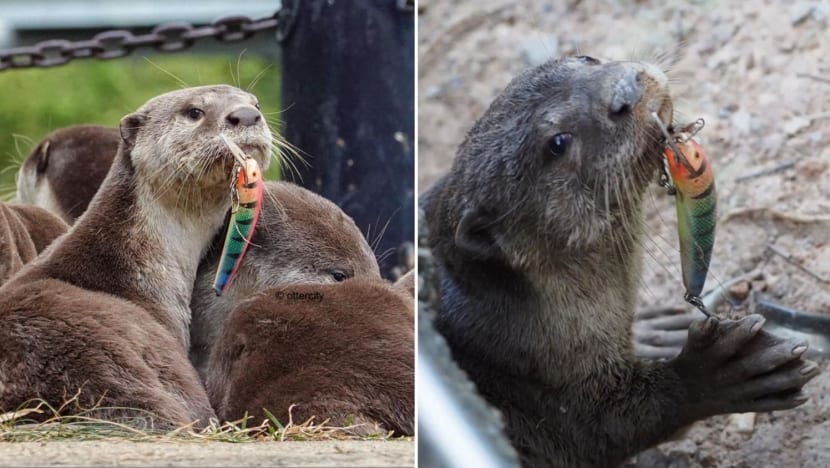 Public urged to fish responsibly after multi-agency effort to free baby otter from fishing hook 