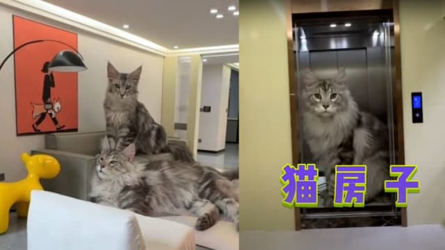 神人为猫咪打造五房式豪宅　里面竟然有电梯！