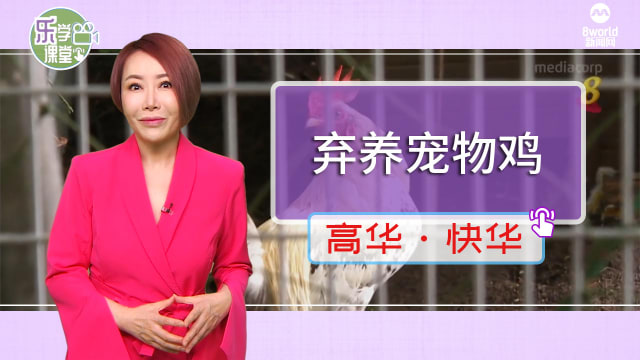 【高华快华】遭弃养宠物鸡激增四成 收容所空间不足