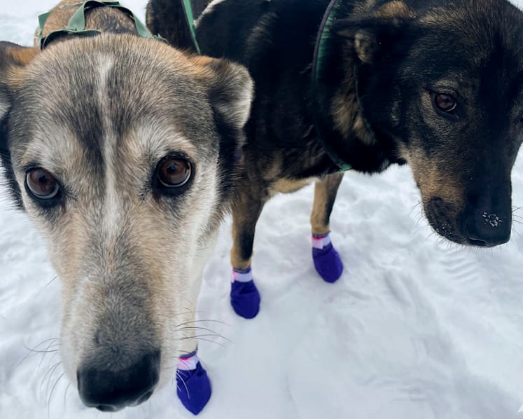 PETA calls for end to race after dogs die on 160km Iditarod in Alaska