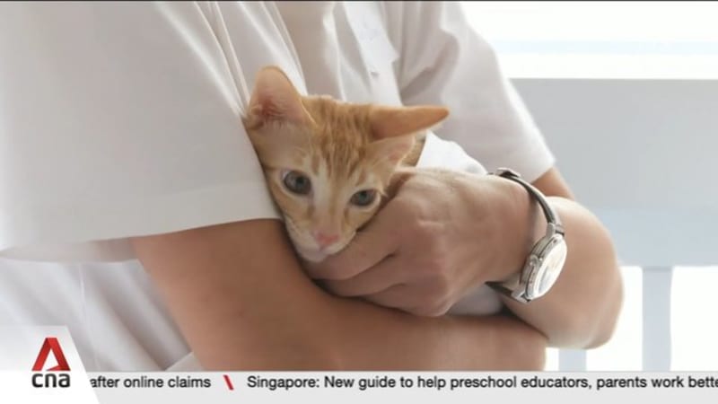 New pilot allows approved fosterers to keep up to 6 cats in HDB flats, 10 in private homes