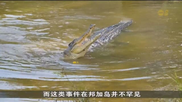 印尼鳄鱼袭人事件频发 邦加岛非法采矿引发关注