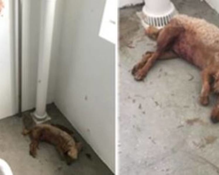 Dogs dragged to their death, starved and abused: The rising number of animal cruelty reports