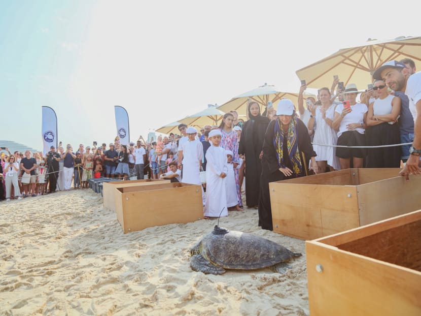 Not just skyscrapers: Dubai’s lesser-known turtle rescue programme is a draw too