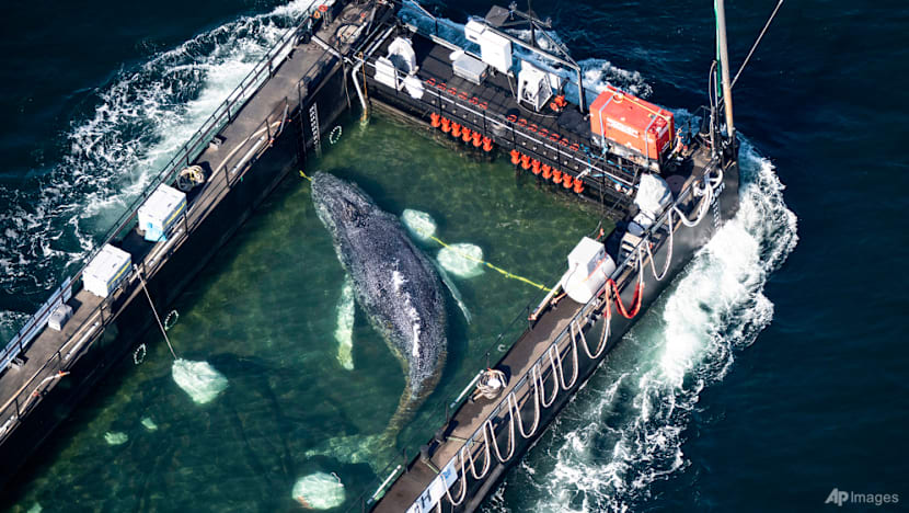 Humpback whale 'Timmy' released in the North Sea after weeks stranded off Germany
