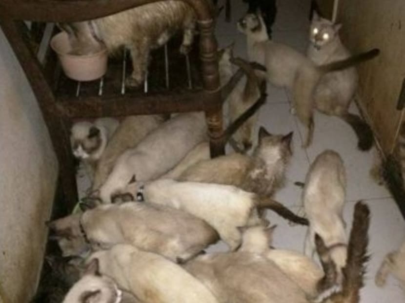 In one case, 94 cats, mostly Siamese, were kept in cramped conditions in a two-room flat in Fernvale Link. According to a Facebook page, Saving the Siameses, the animals were allegedly kept by a backyard breeder who could no longer care for them. Photo: Saving the Siameses Facebook page