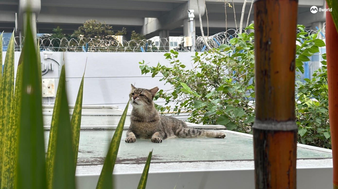 雄猫Cassidy喜欢在车厂的露天区“做日光浴”。（图：梁居磊）