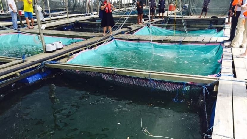 Lebih banyak tanah, ruang laut dengan pajakan lebih lama ditawarkan bagi pertingkat keselamatan makanan S'pura