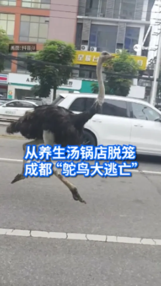 ostrichchina