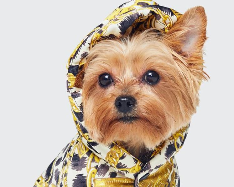 Disney, bling and hoodies for dogs – why Jeremy Scott is the