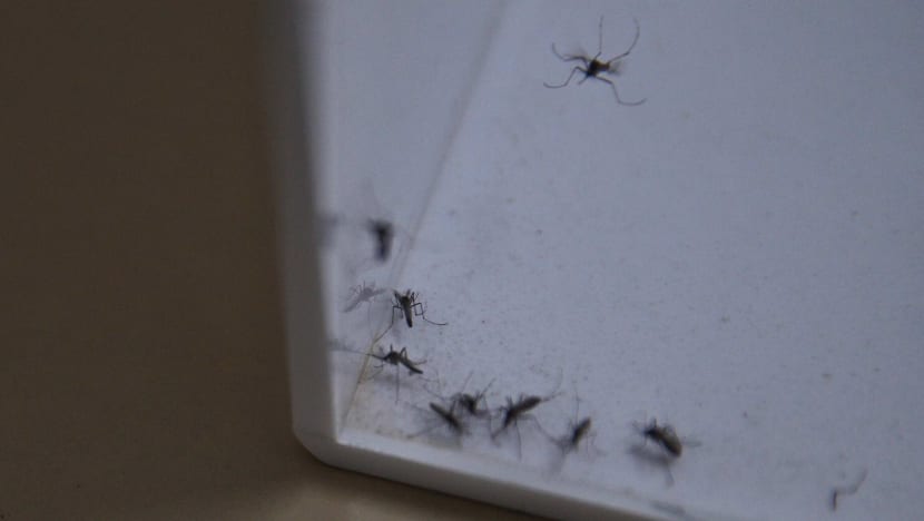 More Wolbachia mosquitoes to be released in an extended test area: NEA