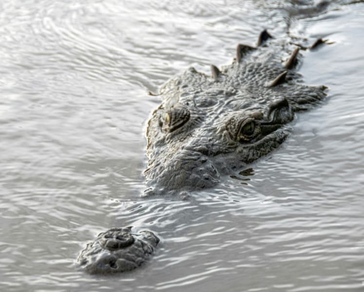 Crocodile kills 1-year-old boy, injures father in Sabah, Malaysia: Reports