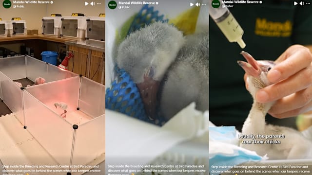 幕后揭秘：飞禽公园活动围栏 助火烈鸟幼雏站稳每一步